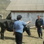 Luksemburg: Okoncana martovska humanitarna akcija – Kupljena krava za porodicu Čarković (foto)