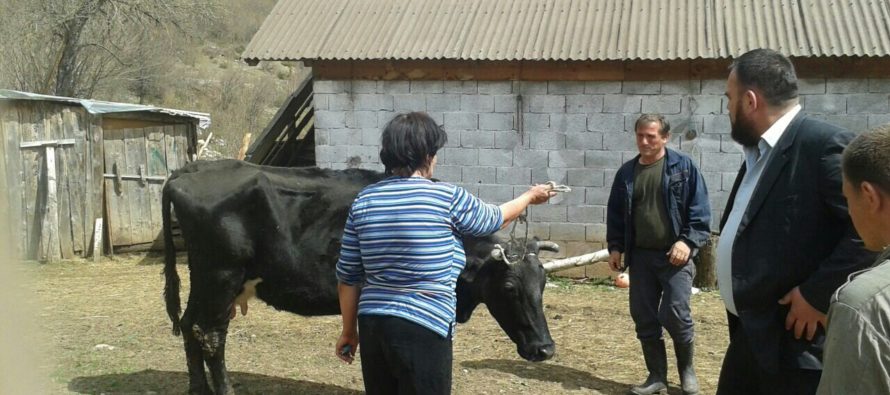Luksemburg: Okoncana martovska humanitarna akcija – Kupljena krava za porodicu Čarković (foto)