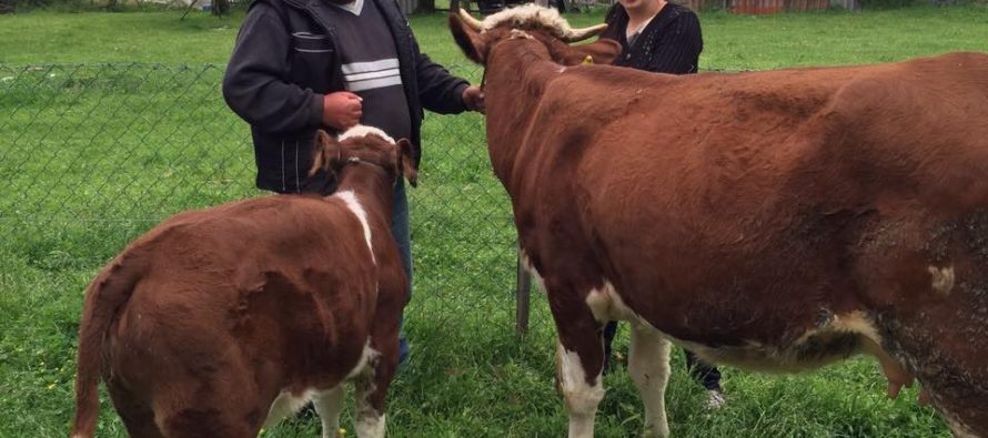 Luksemburg: Okončana aprilska akcija – Krava i tele predati porodici Ćatović (foto)
