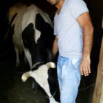 Luksemburg: Okončana majska humanitarna akcija – Krava i tele za porodicu Hajdarpašić (foto)