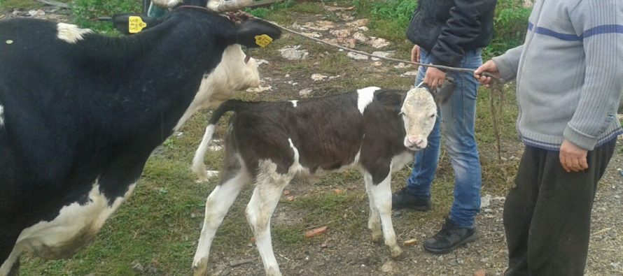 Luksemburg: Septembarska akcija – Krava i tele predati porodici Pačariz
