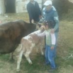 Luksemburg: Aprilska akcija urodila plodom – Krava i tele predati porodici Kožar