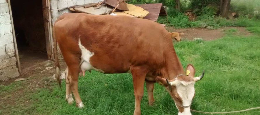 Luksemburg: Okončana majska akcija – Predata krava porodici Taraniš