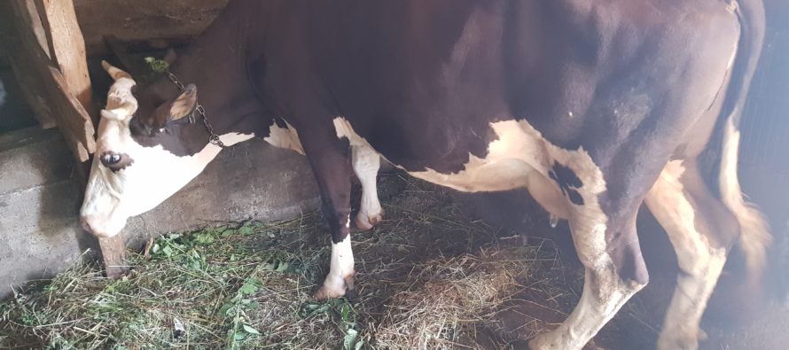 Luksemburg: Okončana junska akcija – Steona krava predata porodici Kozlić