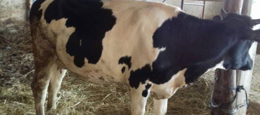 Luksemburg/Makedonija: Okončana avgustska akcija – Steona krava predata porodici Rizvanović