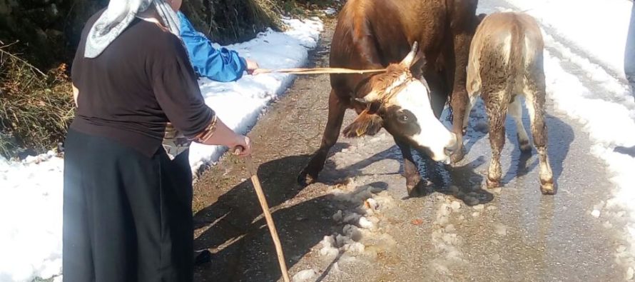 Luksemburg/Sandžak: Okončana septembarska akcija – Steona krava i tele predati porodici Dautović