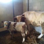 Luksemburg/Kosovo: Okončana oktobarska akcija: – Krava i tele predati porodici Ćorović