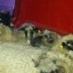 Luksemburg/Bosna: Okončana novembarska akcija – Osam ovaca predato Safetu Čormehiću