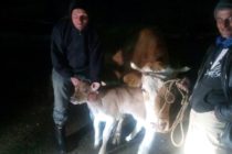 Luksemburg/Sandžak: Okončana januarska akcija – Krava i tele predati porodici Murić