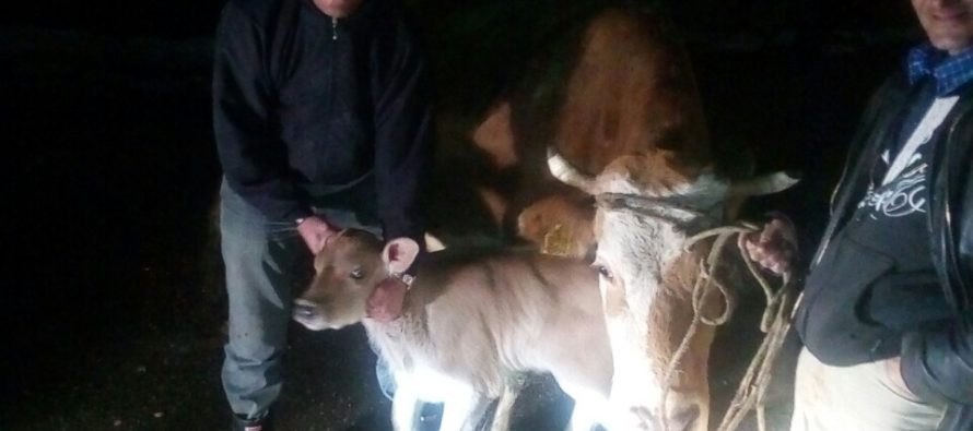 Luksemburg/Sandžak: Okončana januarska akcija – Krava i tele predati porodici Murić