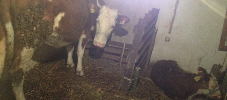 Luksemburg/Kosovo: Okončana februarska akcija – Krava i tele predati porodici Hot