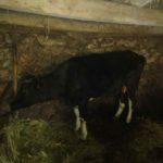 Luksemburg/Makedonija: Okončana aprilska akcija – Steona krava predata porodici Škrijelj