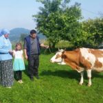Luksemburg/Bosna: Okončana druga junska akcija – Predata krava porodici Osmanović