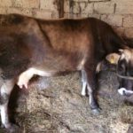Luksemburg/Sandžak: Okončana avgustska akcija: Dodijeljena krava i renovirana kuća porodici Dautović