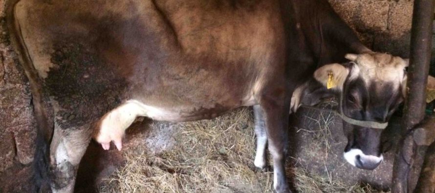 Luksemburg/Sandžak: Okončana avgustska akcija: Dodijeljena krava i renovirana kuća porodici Dautović