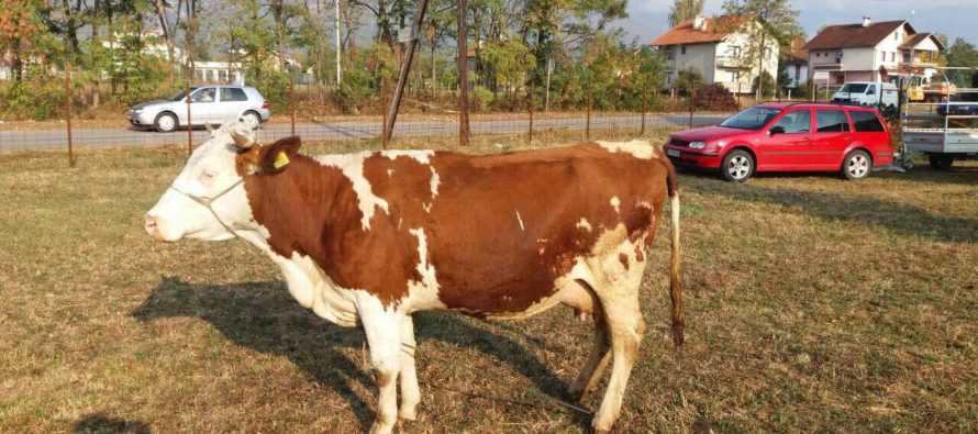 Luksemburg/Kosovo: Okončana septembarska akcija – Predata steona krava porodici Trubljanin