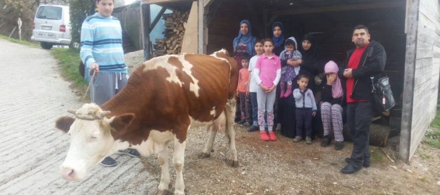 Luksemburg/Bosna: Okončana oktobarska akcija – Dodijeljena krava porodici Kozlić