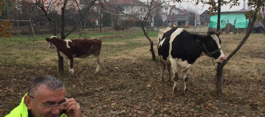 Luksemburg/Makedonija: Okončana novembarska akcija: Steona krava i tele predati porodici Čolaković