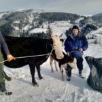 Luksemburg/Sandžak: Okončana decembarska akcija – Krava i tele predati porodici Škrijelj