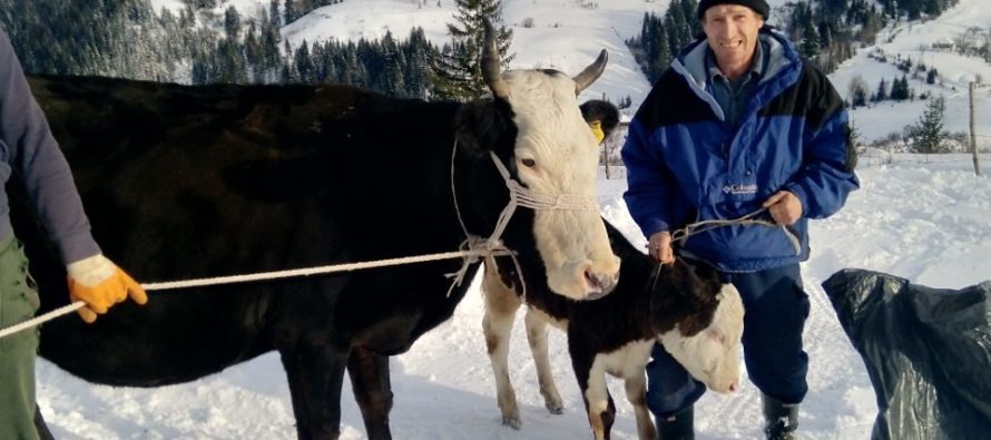 Luksemburg/Sandžak: Okončana decembarska akcija – Krava i tele predati porodici Škrijelj