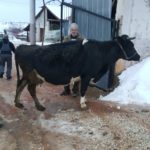Luksemburg: Jedan mjesec – tri krave za socijalno ugrožene porodice