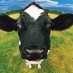 Luksemburg/Makedonija: Okončana aprilska akcija – Obezbijeđena krava porodici Ramani