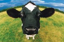 Luksemburg/Makedonija: Okončana akcija za mjesec decembar – Sakupljena sredstva za kupovinu krave porodici Hamidović