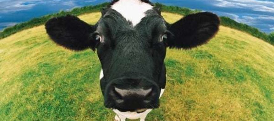 Luksemburg/Makedonija: Okončana akcija za avgust – Obezbijeđena krava porodici Avdić