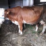 Luksemburg/Kosovo: Okončana junska akcija – Predata krava porodici Agović