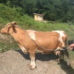 Luksemburg/Bosna: Okončana julska akcija – Predata krava porodici Blagojević