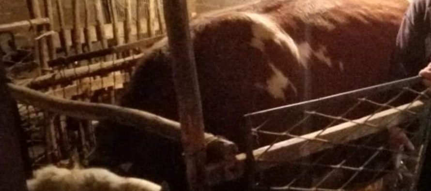 Luksemburg/Kosovo: Okončana oktobarska akcija – Predata krava porodici Tiganj