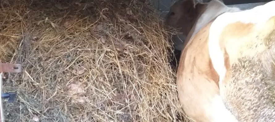 Luksemburg/Bosna: Okončana novembarska akcija – Predata krava porodici Spahić