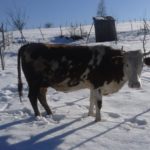 Luksemburg/Sandžak: Dodijeljene dvije krave u januaru – Ukupno 50 krava od početka akcije (FOTO)