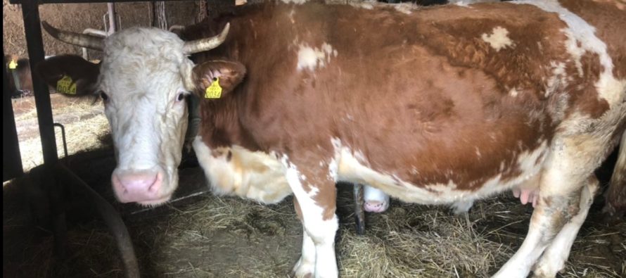 Luksemburg/Kosovo: Okončana akcija za mjesec februar – Predata krava porodici Kovačević