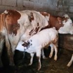 Luksemburg/Bosna: Okončana akcija za mjesec mart – Krava i tele predati porodici Kasumović