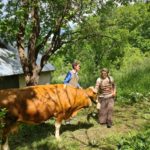Luksemburg/Sandžak/Kosovo: Dodijeljene dvije krave u maju – Obradovane porodice Hodžić i Šabotić