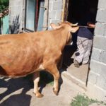 Luksemburg/Bosna/Kosovo: Dodijeljene krave za jun i jul – Obradovane porodice Mušinović i Destanović