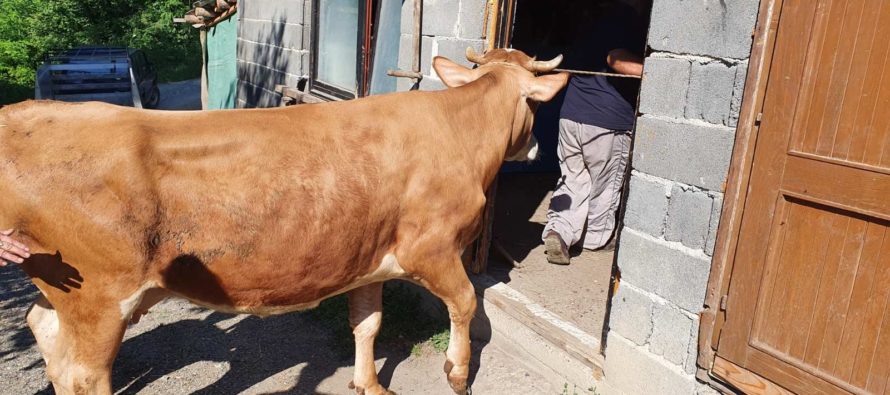 Luksemburg/Bosna/Kosovo: Dodijeljene krave za jun i jul – Obradovane porodice Mušinović i Destanović