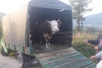 Luksemburg/Sandžak/Makedonija: Dodijeljene krave za avgust i septembar – Obradovane porodice Kajević i Baltič