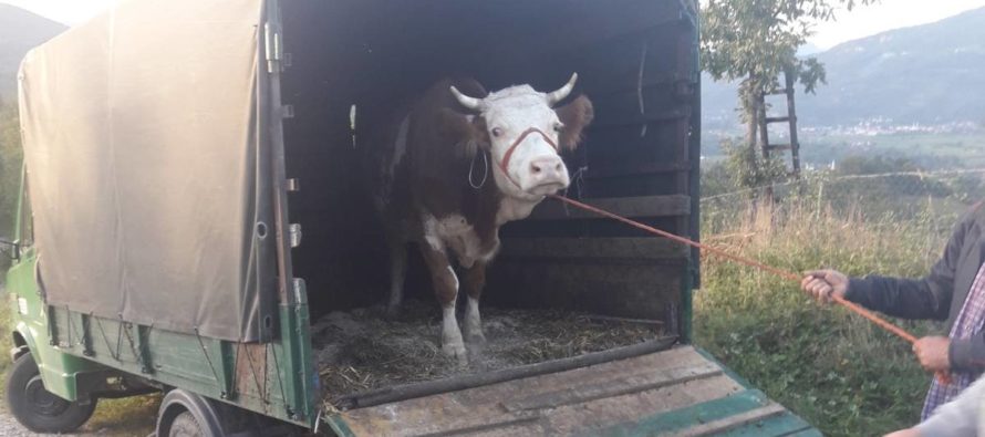 Luksemburg/Sandžak/Makedonija: Dodijeljene krave za avgust i septembar – Obradovane porodice Kajević i Baltič