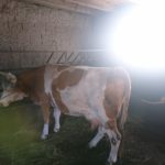 Luksemburg/Bosna: Okončana oktobarska akcija – Predata krava porodici Bećirović
