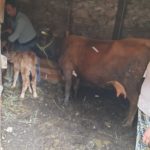 Luksemburg/Kosovo: Krava i tele obradovali porodicu Kurta – Sa novembarskom akcijom dosegnut broj od 62 udijeljene krave