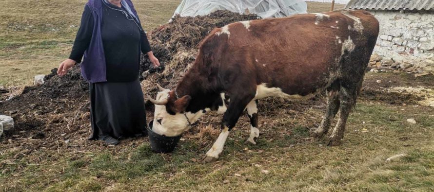 Luksemburg/Sandžak: Okončana decembarska akcija – Predata krava porodici Destović