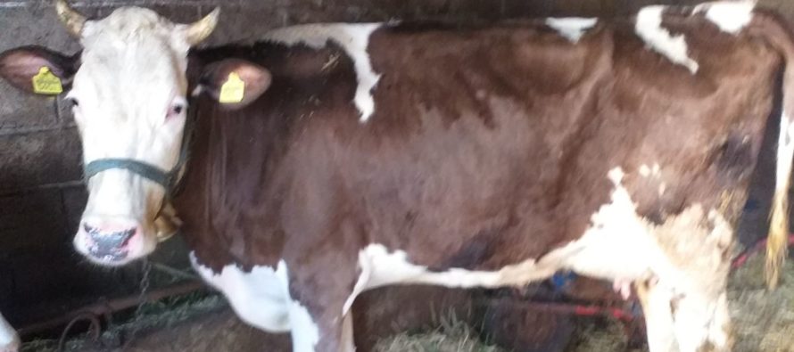 Luksemburg/Makedonija: Okončana januarska akcija – Predata krava porodici Prpuzović
