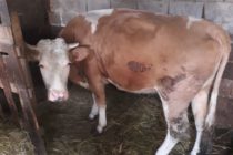 Luksemburg/Bosna/Kosovo: Okončana februarska akcija – Tri krave za tri porodice (FOTO)