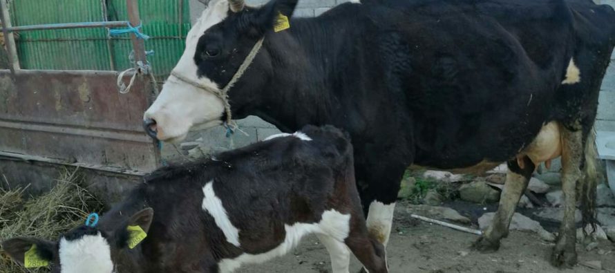 Luksemburg/Makedonija: Okončana aprilska akcija – Krava i tele predati porodici Rožajac