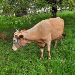 Luksemburg/Kosovo: Okončana majska akcija – Steona krava predata porodici Cikotić