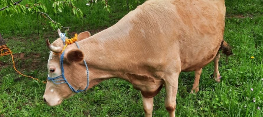 Luksemburg/Kosovo: Okončana majska akcija – Steona krava predata porodici Cikotić