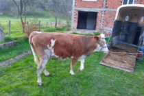 Luksemburg/Bosna: Okončana junska akcija – Predata krava porodici Habibović