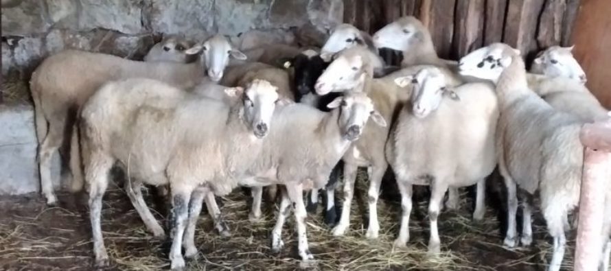 Luksemburg/Sandžak: Okončana julska akcija – 14 ovaca predato porodici Rovčanin